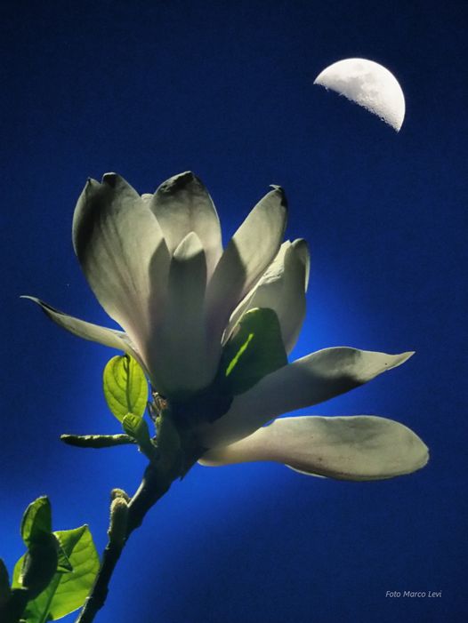 Mostra di Primavera