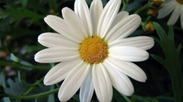 fiori-margherita_NG1