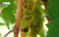 La vendemmia di Peq Agri in Liguria