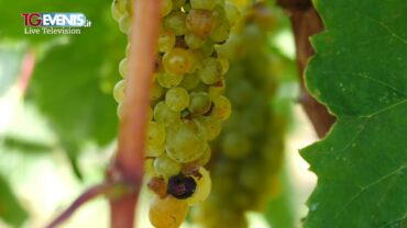 La vendemmia di Per Agri in Liguria