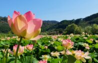 LA VIA DELLE ERBE E DEI FIORI MASSAROSA 2026 FESTA DELLE FIORITURE